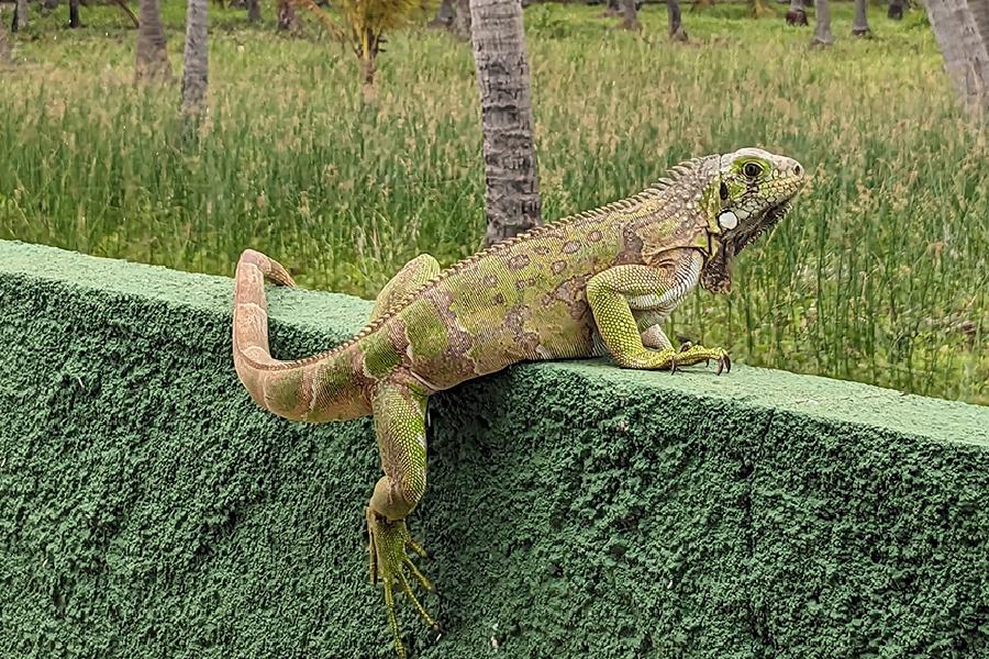 Brasilien Flecheiras