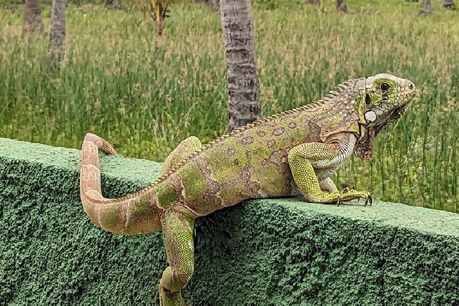 Brasilien Küstentour